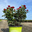 Rose, Petite Knock Out® Rose