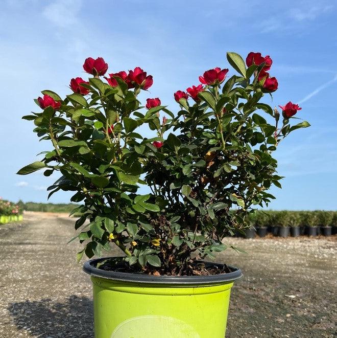 Rose, Petite Knock Out® Rose