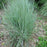 Grass, Prairie Blues Little Bluestem