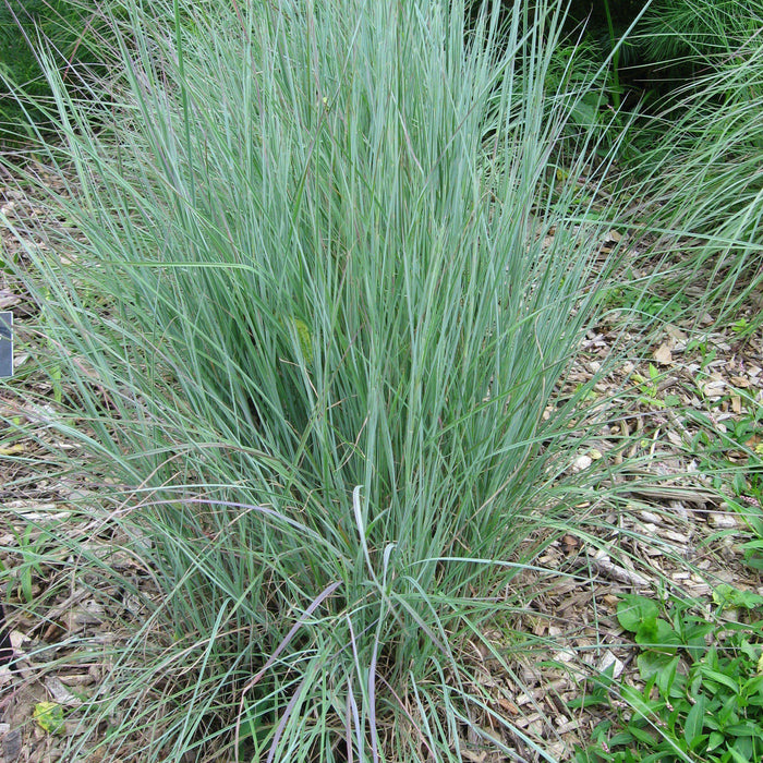 Grass, Prairie Blues Little Bluestem