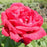 Rose, Chrysler Imperial Rose