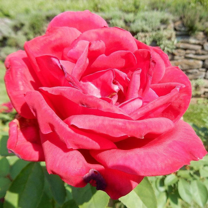 Rose, Chrysler Imperial Rose