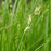 Sedge, Grassland Sedge