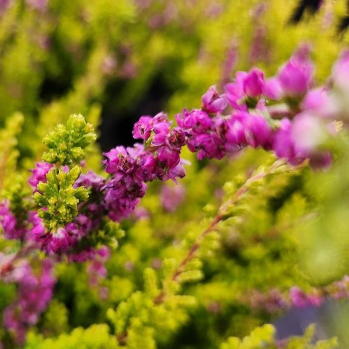 Heather, Firefly Scotch Heather