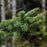 Fir, Balsam Fir