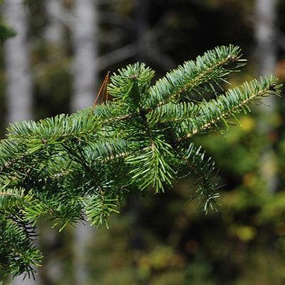 Fir, Balsam Fir