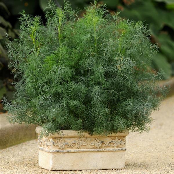 Dill, Fernleaf Dill
