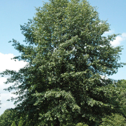 Oak, Scarlet Oak