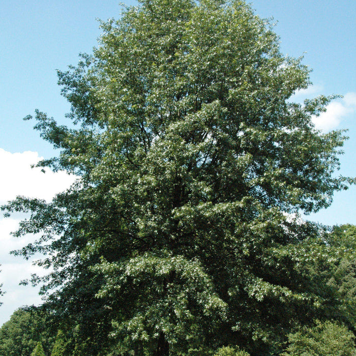 Oak, Scarlet Oak