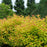 Spirea, Double Play® Candy Corn® Spirea