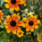 Brown Eyed Susan, Prairie Glow Coneflower
