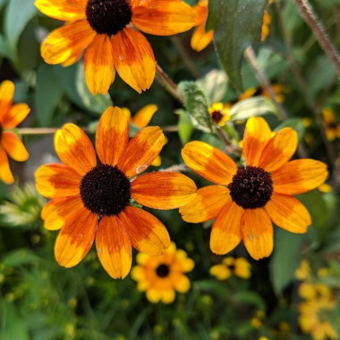 Brown Eyed Susan, Prairie Glow Coneflower