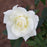 Rose, John F. Kennedy Hybrid Rose
