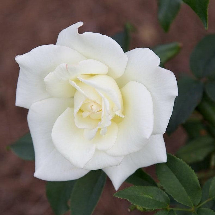 Rose, John F. Kennedy Hybrid Rose