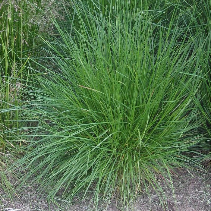 Grass, Tufted Hairgrass