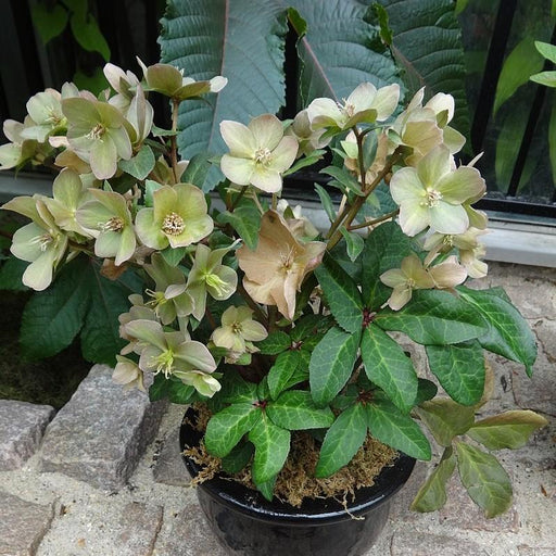 Hellebore, FrostKiss™ Molly's White Lenten Rose