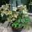 Hellebore, FrostKiss™ Molly's White Lenten Rose