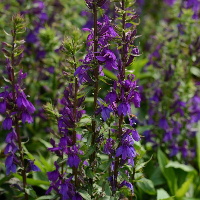 Cardinal Flower, Starship™ Blue Cardinal Flower