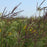 Grass, Big Bluestem