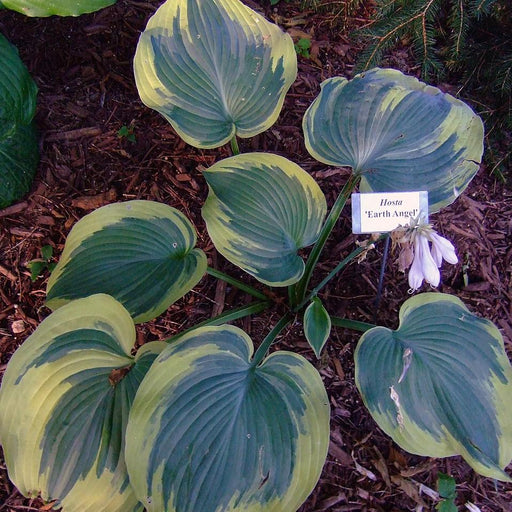 Hosta, Earth Angel Hosta