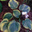 Hosta, Earth Angel Hosta