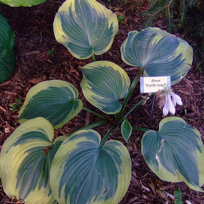 Hosta, Earth Angel Hosta
