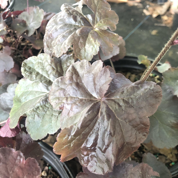 Coral Bells, Obsidian Coral Bells