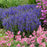 Veronica 'Wizard of Ahhs' PP31044  - PW® Magic Show® Wizard of Ahhs Veronica