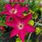 Clematis, Tekla™ Clematis