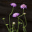 Scabiosa columbaria 'Butterfly Blue'  - Butterfly Blue Pincushion Flower