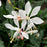 Gaura lindheimeri 'Sparkle White'  - Sparkle White Gaura
