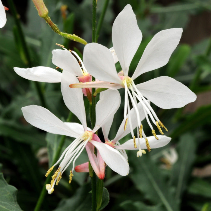 Gaura lindheimeri 'Sparkle White'  - Sparkle White Gaura