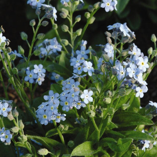 Myosotis sylvatica 'Mon Amie Blue'  - Mon Amie Blue Forget-Me-Not