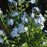 Myosotis sylvatica 'Mon Amie Blue'  - Mon Amie Blue Forget-Me-Not