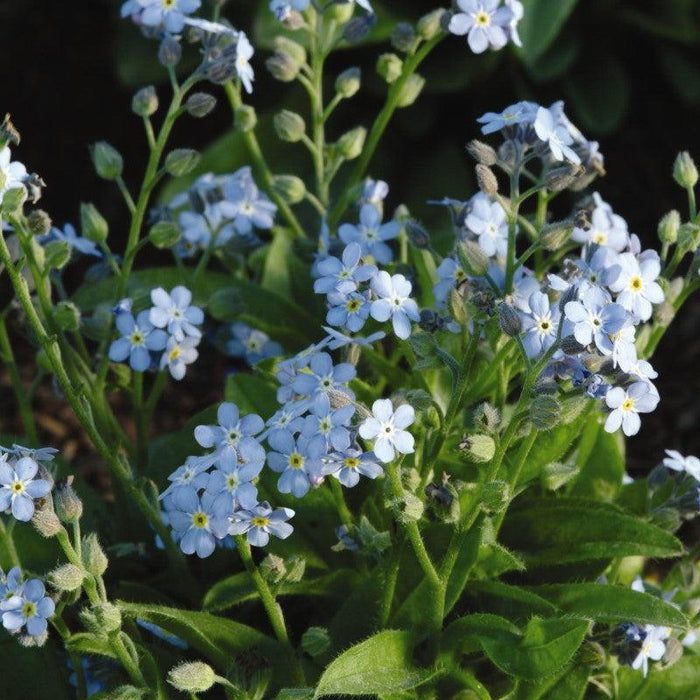 Myosotis sylvatica 'Mon Amie Blue'  - Mon Amie Blue Forget-Me-Not