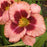 Daylily, Daring Deception Daylily