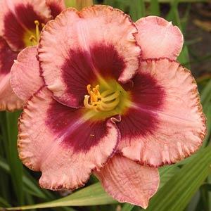 Daylily, Daring Deception Daylily