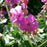 Cranesbill, Bevan's Variety Bigroot Cranesbill