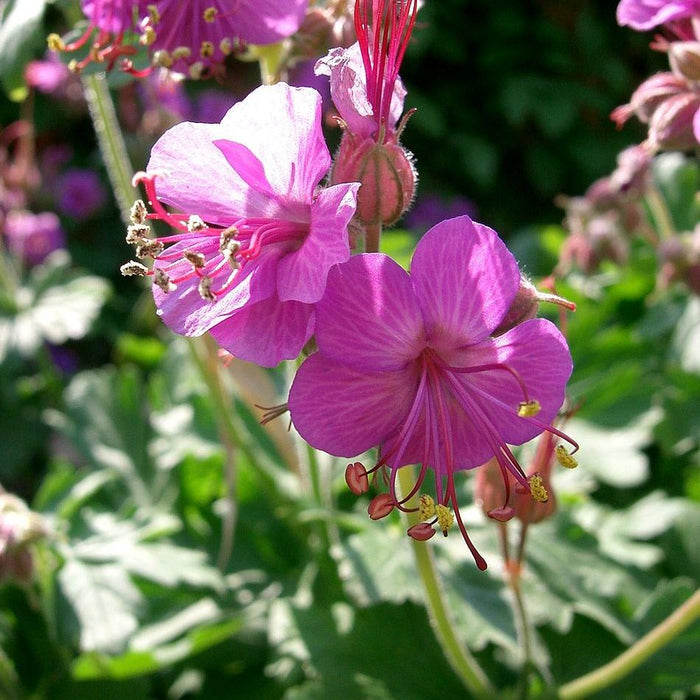 Cranesbill, Bevan's Variety Bigroot Cranesbill