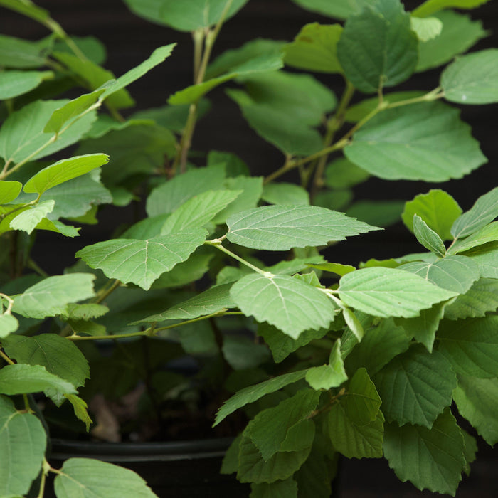 Fothergilla, Mount Airy Fothergilla