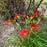 Daylily, Chicago Apache Daylily