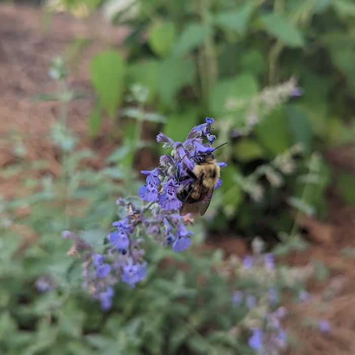 Catmint, Walker's Low Catmint