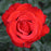 Rosa 'KORbeitelich'  - Crimson Bouquet™ Rose