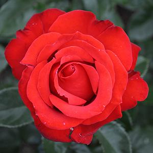 Rosa 'KORbeitelich'  - Crimson Bouquet™ Rose