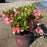 Azalea, Encore Autumn Sunburst Reblooming Azalea