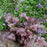 Coral Bells, Plum Pudding Coral Bells