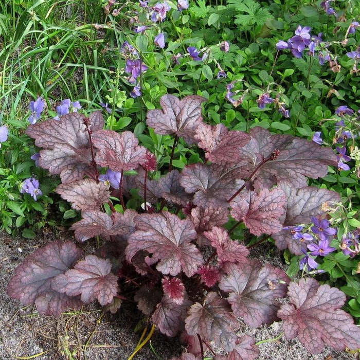 Coral Bells, Plum Pudding Coral Bells
