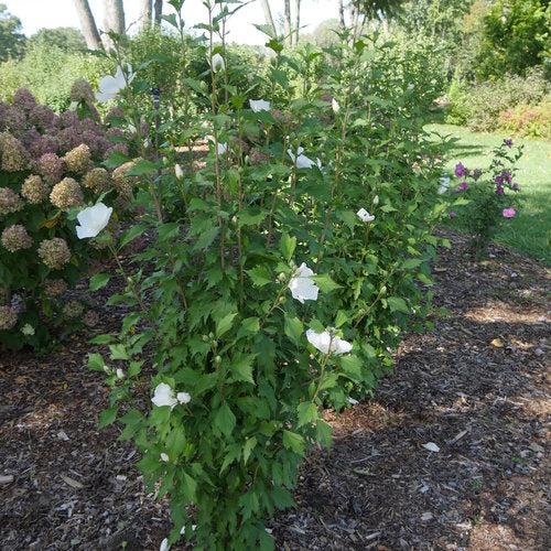 Hibiscus, PW® White Pillar® Rose of Sharon