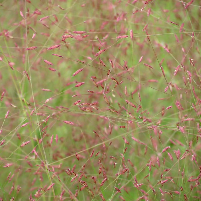 Grass, Purple Lovegrass