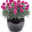 Dianthus, Fruit Punch® Spiked Punch Dianthus
